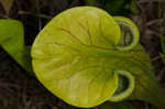 Green pitcherplant